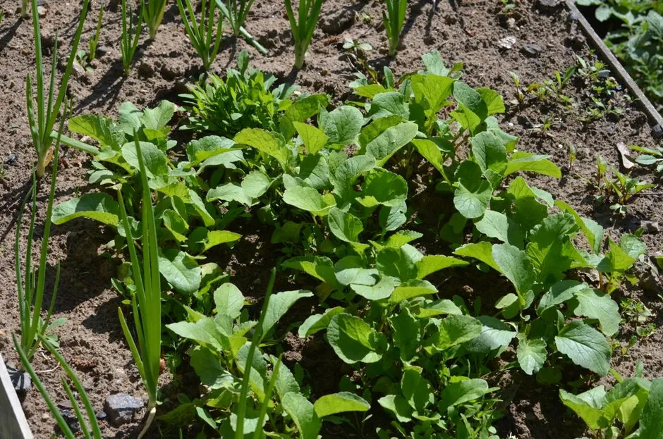 Jardin permacole en place