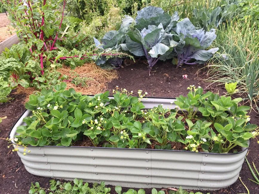 Potager en buttes et paillage