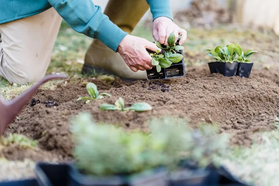 Plantation et mise en place